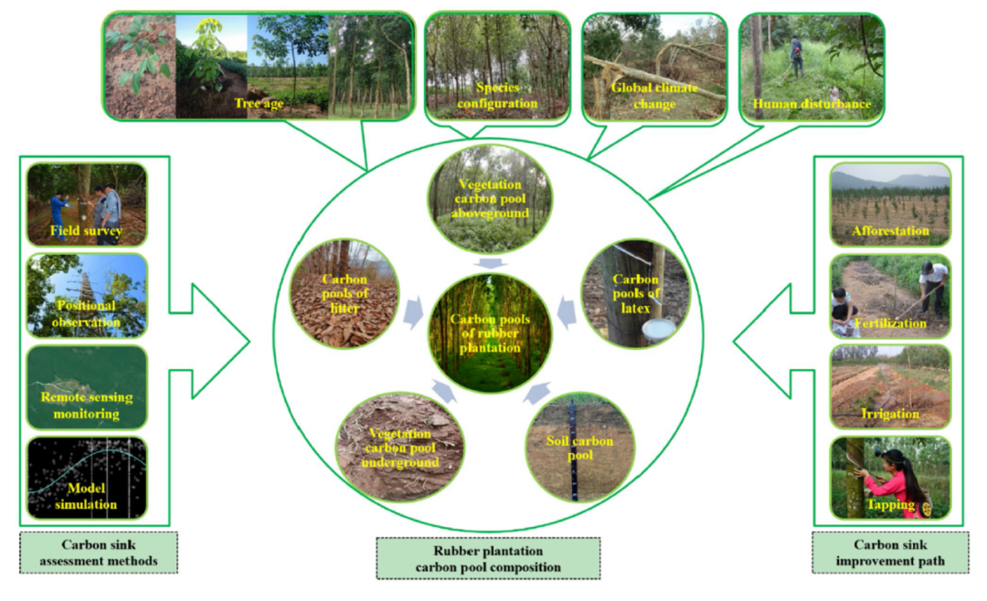 碳中和背景下发展橡胶林碳汇所面临的机遇和挑战(图1)