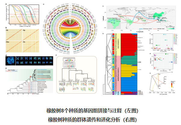 中国热科院在橡胶树种质遗传多样性和产胶进化研究上取得重要进展(图2)