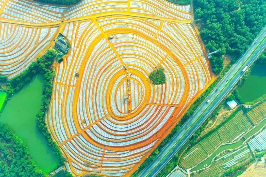 全国人大代表郑杰：加快国产特种天然橡胶生产应用(图5)