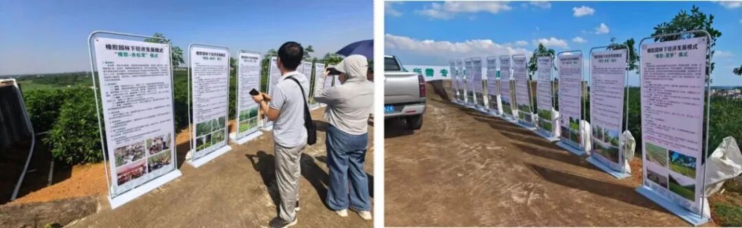 国家天然橡胶产业技术体系在茂名举办胶园林下经济技术推介暨现场观摩活动(图7)
