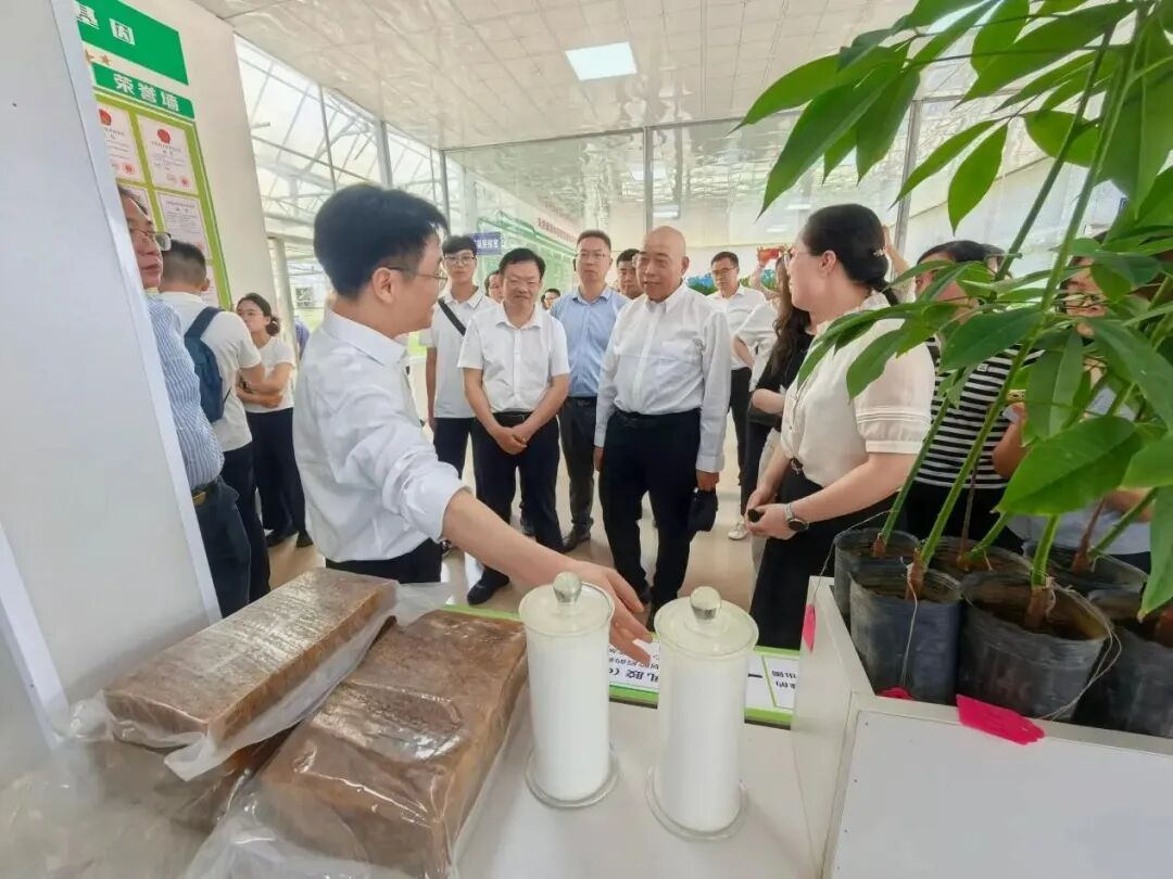 国家天然橡胶产业技术体系在茂名举办胶园林下经济技术推介暨现场观摩活动(图2)