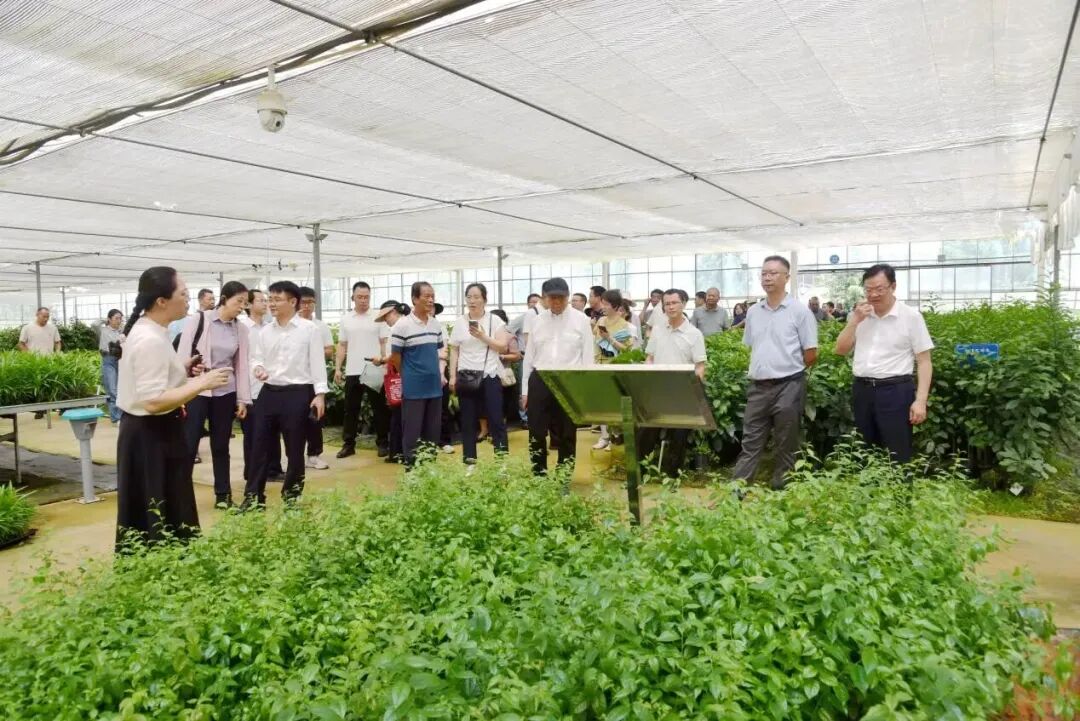 国家天然橡胶产业技术体系在茂名举办胶园林下经济技术推介暨现场观摩活动(图3)