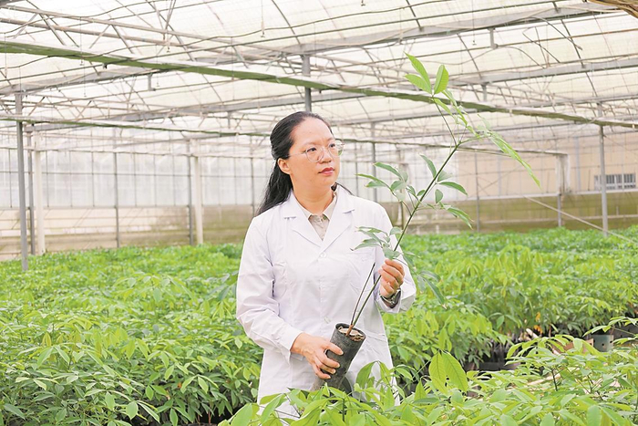 扎根胶林十三载，“田间博士”为国植胶(图1)