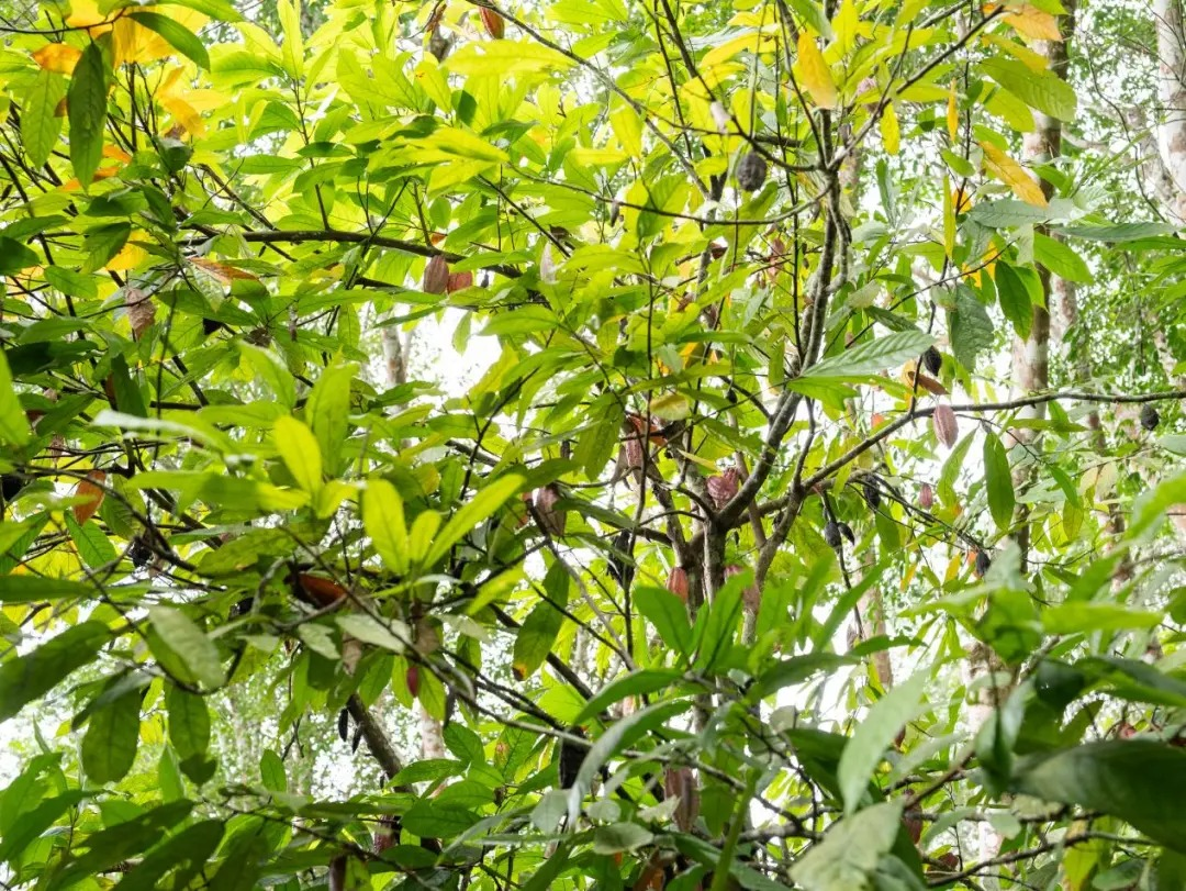 西双版纳勐腊：橡胶林下种可可 探索振兴新路径(图2)