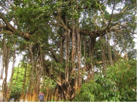 除了巴西三叶橡胶树，这六种植物也能产胶，你知道吗？(图3)