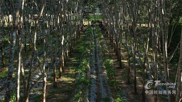玲珑轮胎周令坤出席两湖对话 解读玲珑绿色供应链全景(图7)