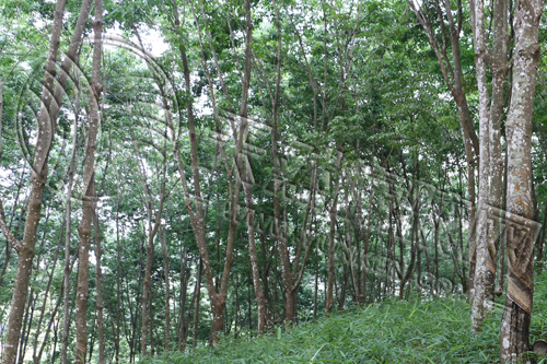 橡胶：短期维持震荡运行（20260921）(图1)