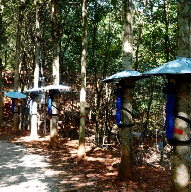 行业动态 | 西双版纳将开展首届智能割胶装备技术实测验证活动(图1)