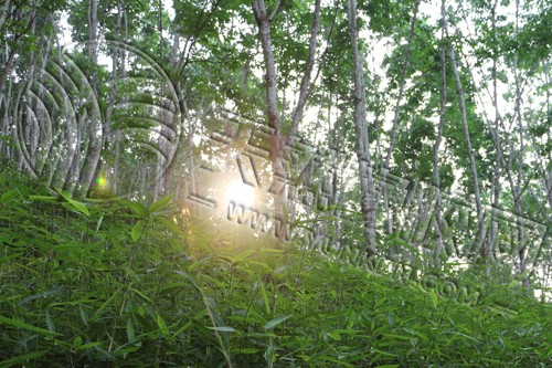 橡胶月末高位震荡持续(图1)