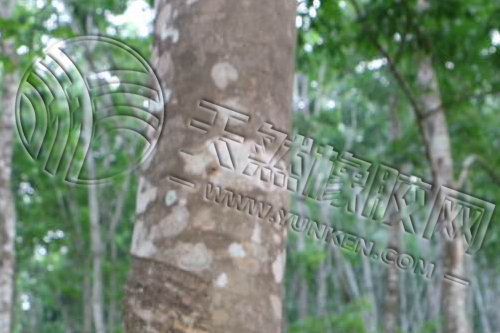 天然橡胶延续强势震荡 远期合约逼近两万(图1)